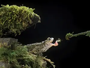 Bufo Bufo Species Prints: Common Toad BB 601 Catching Shield Bug
