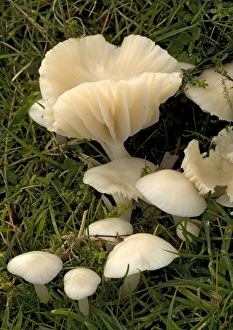 A common waxcap, in grassland A common waxcap, in grassland