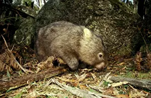 Common Wombat Prints: Common Wombat - foraging beside boulder