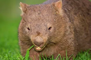 Common Wombat - frontal portrait of an adult feeding on lush grass on a meadow at dawn Common Wombat - frontal portrait of an adult feeding on lush grass on a meadow at dawn