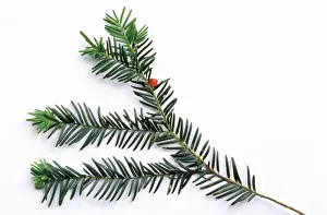 Taxus Baccata Prints: Common Yew