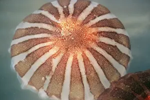 Deep Sea Creatures Images Prints: Compass Jellyfish