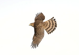 Coopers Hawk - immature in flight Coopers Hawk - immature in flight
