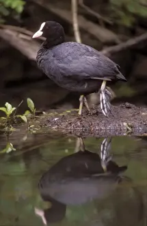 Black Coot Images Prints: Coot With reflection in water