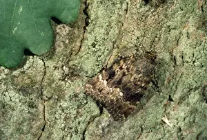 Nature Photography Artwork Prints: Copper Underwing Moth