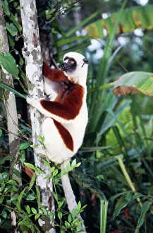 Coquerel's Sifaka Coquerel's Sifaka