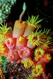 Coral polyp. - Night. Feeding on polychat worm, Coral polyps are carnivours Coral polyp. - Night. Feeding on polychat worm, Coral polyps are carnivours