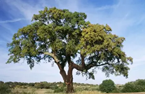 Eco Friendly Home Decor Prints: Cork Oak Tree