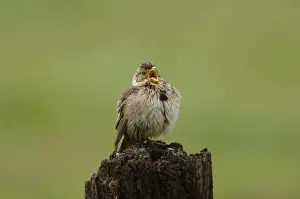 Southern Spain Wildlife Prints: Corn Bunting - singing on territory, april after getting wet in storm Southern Spain
