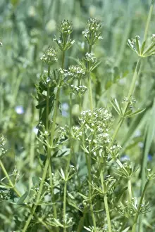 United Kingdom Wildflowers Prints: Corn Cleavers