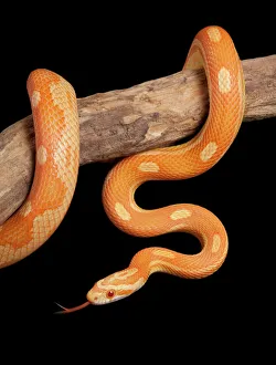 Corn / Red Rat Snake - Crealmsicle motley mutation Corn / Red Rat Snake - Crealmsicle motley mutation