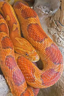 Prints of CAN-3758 Corn Snake USA Pantherophis guttatus John Cancalosi Please note that prints are for personal display purposes only and may not be reproduced in anyway. Snake Prints: Corn Snake Print - Pantherophis guttatus