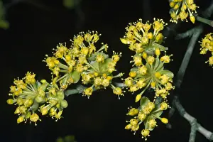 Close Up Cherry Blossom Prints: Cornelian Cherry