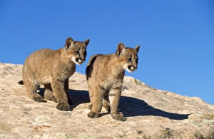 Cougar Mountain Lion Puma kittens Utah USA For sale as Framed