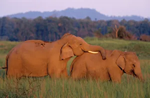 Courting Indian / Asian Elephants Courting Indian / Asian Elephants