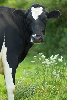 Cow - Frisian heifer portrait Cow - Frisian heifer portrait