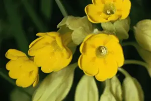 Cowslip Flowers Prints: Cowslip