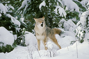 Coyote - barking and yipping, in fresh winter snow Coyote - barking and yipping, in fresh winter snow