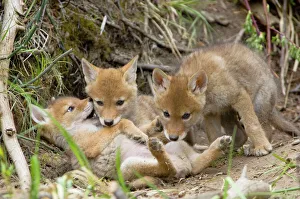 Coyote - young wild pups playing near their den in a streamside bank Coyote - young wild pups playing near their den in a streamside bank