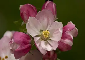 Personal Use Artwork Only Prints: Crab Apple
