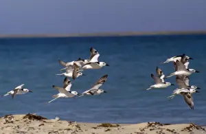 Wildlife Flight Images Prints: Crab Plover - group in flight