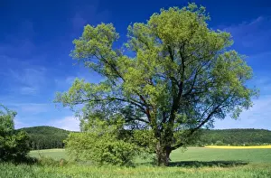 Willow Tree Prints: Crack Willow Tree