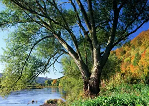 Crack WILLOW Tree - Growing on river bank, autumn coloured landscape Crack WILLOW Tree - Growing on river bank, autumn coloured landscape