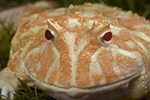 Amphbian Collection: Cranwell's Horned Frog - Albino - Native to South America
