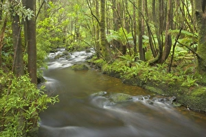 Creek in temperate rainforest - magnificent Nelson Falls creek meanders through lush, cool temperate rainforest Creek in temperate rainforest - magnificent Nelson Falls creek meanders through lush, cool temperate rainforest