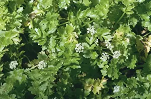 Plant Identification Guide Prints: Creeping Marshwort