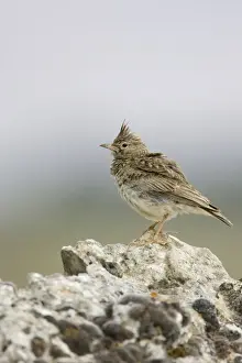 Nature Wall Art Prints: Crested Lark