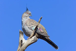 Crested Pigeon - adult pigeon sitting on a dead tree branch looking out Crested Pigeon - adult pigeon sitting on a dead tree branch looking out