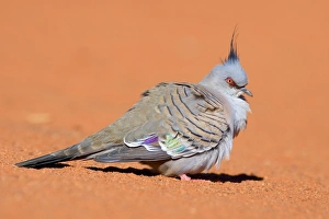 Crested Pigeon - lateral view of a crested pigeon sitting in red sand Crested Pigeon - lateral view of a crested pigeon sitting in red sand