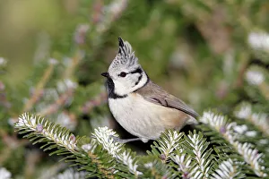 Crested Tit - perched on fir tree Crested Tit - perched on fir tree
