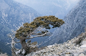 CRETE - Ancient wind sculpted tree, Italian Cypress, the White Mountains CRETE - Ancient wind sculpted tree, Italian Cypress, the White Mountains