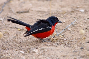 Crimson-breasted Shrike - Adult foraging on ground Crimson-breasted Shrike - Adult foraging on ground