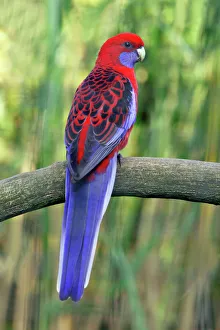 Crimson Rosella - perched on branch Crimson Rosella - perched on branch