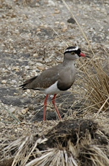 Crowned Lapwing / Plover - open ground Crowned Lapwing / Plover - open ground