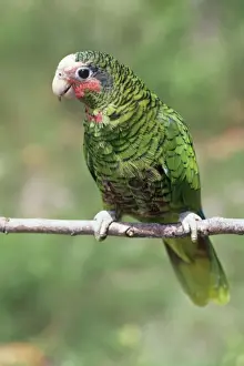 Cuban Amazon Parrot Print
