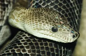 Endangered Reptiles Prints: Cuban Boa