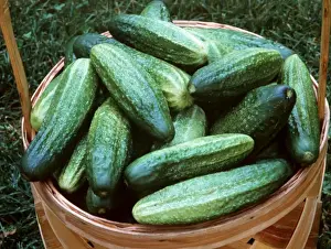 Edible Plants Prints: Cucumbers In basket