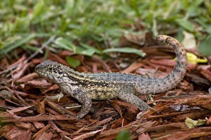 Curly-tailed Lizard with tail curled characteristically over back Curly-tailed Lizard with tail curled characteristically over back