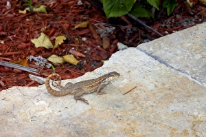 Curly-tailed Lizard with tail curved characteristically over back on stone slab Curly-tailed Lizard with tail curved characteristically over back on stone slab