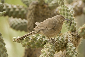 Curve-billed Thrasher - Perched on cholla cactus Curve-billed Thrasher - Perched on cholla cactus