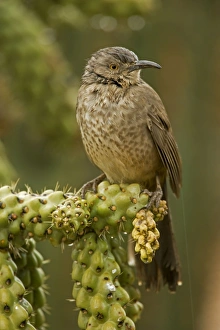 Curve-billed Thrasher - Wet in winter rain storm Curve-billed Thrasher - Wet in winter rain storm