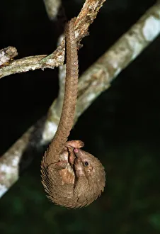 Three -cusped / Tree / White-bellied Pangolin Three -cusped / Tree / White-bellied Pangolin
