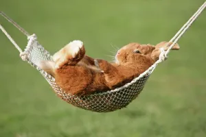 Rabbit in a Hammock Print