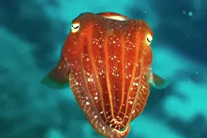 Cuttlefish Print, Sepia sp., Great Barrier Reef
