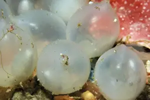 Marine Molluscs Prints: Cuttlfish eggs