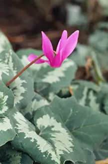Plant Photography Prints: Cyclamen